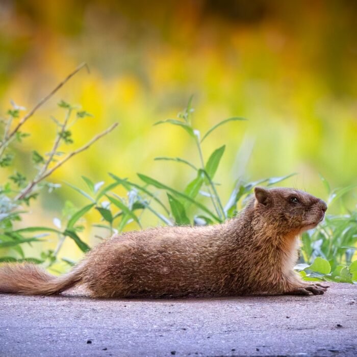 A yellow-bellied marmot stretched out on a flat rock with green plants behind it