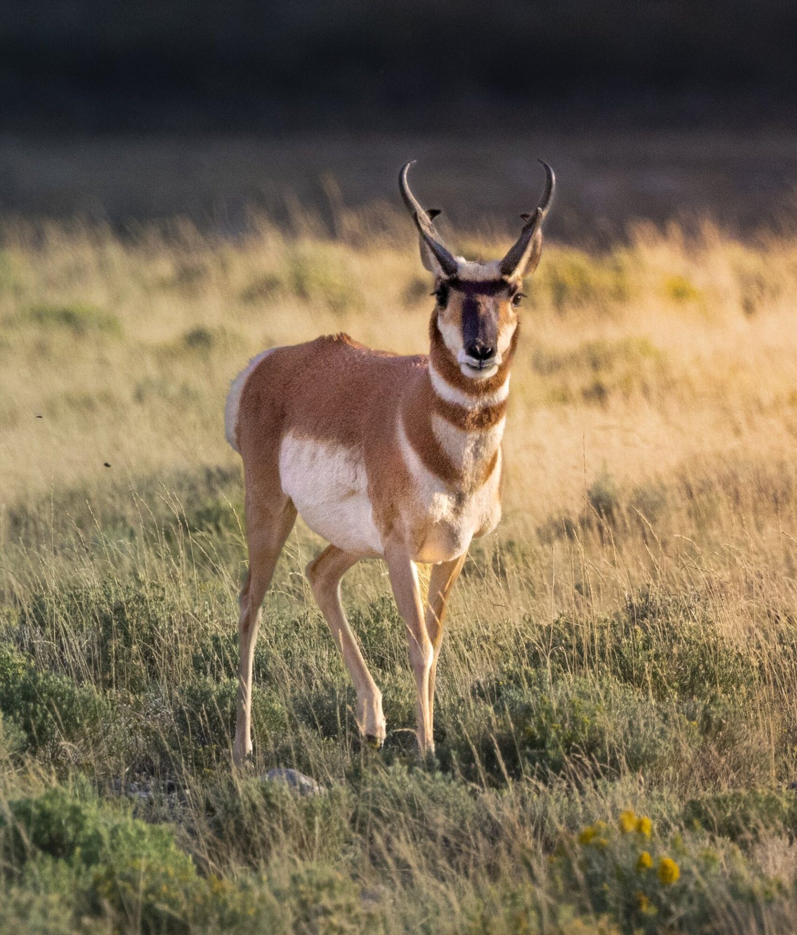 A pronghorn buck standing in golden grass