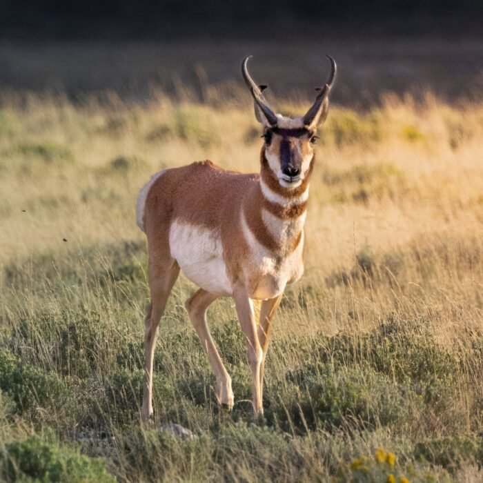 A pronghorn buck standing in golden grass