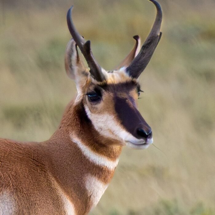 A close-up portrait of a pronghorn buck