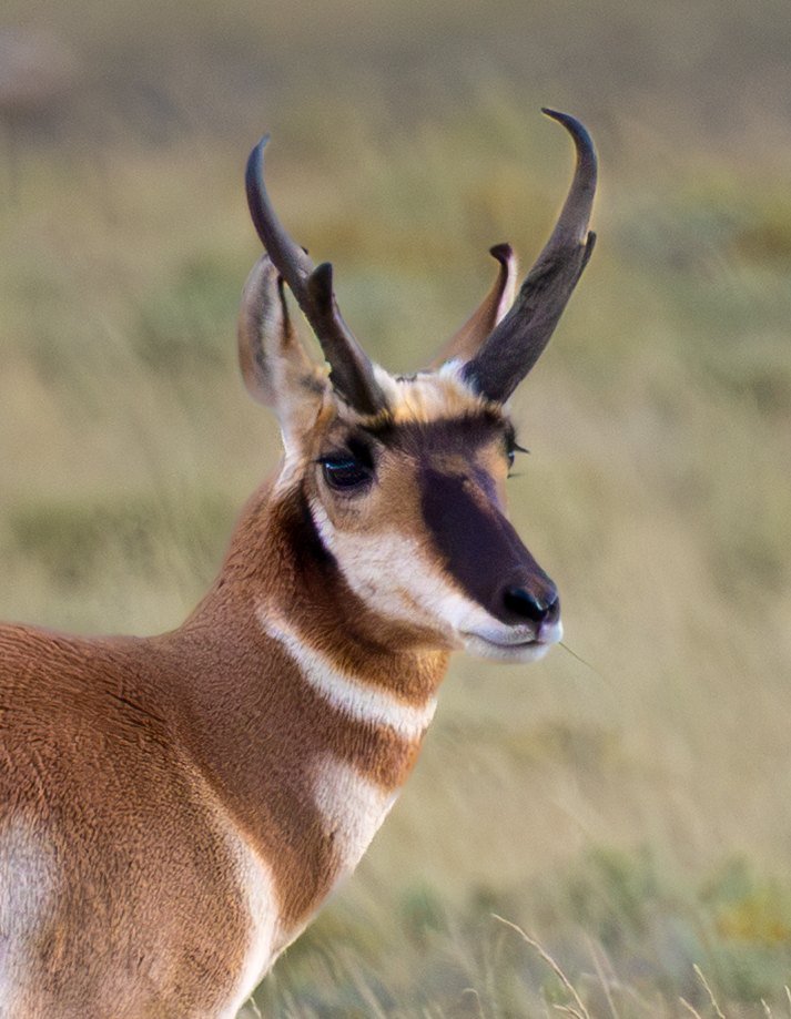 A close-up portrait of a pronghorn buck