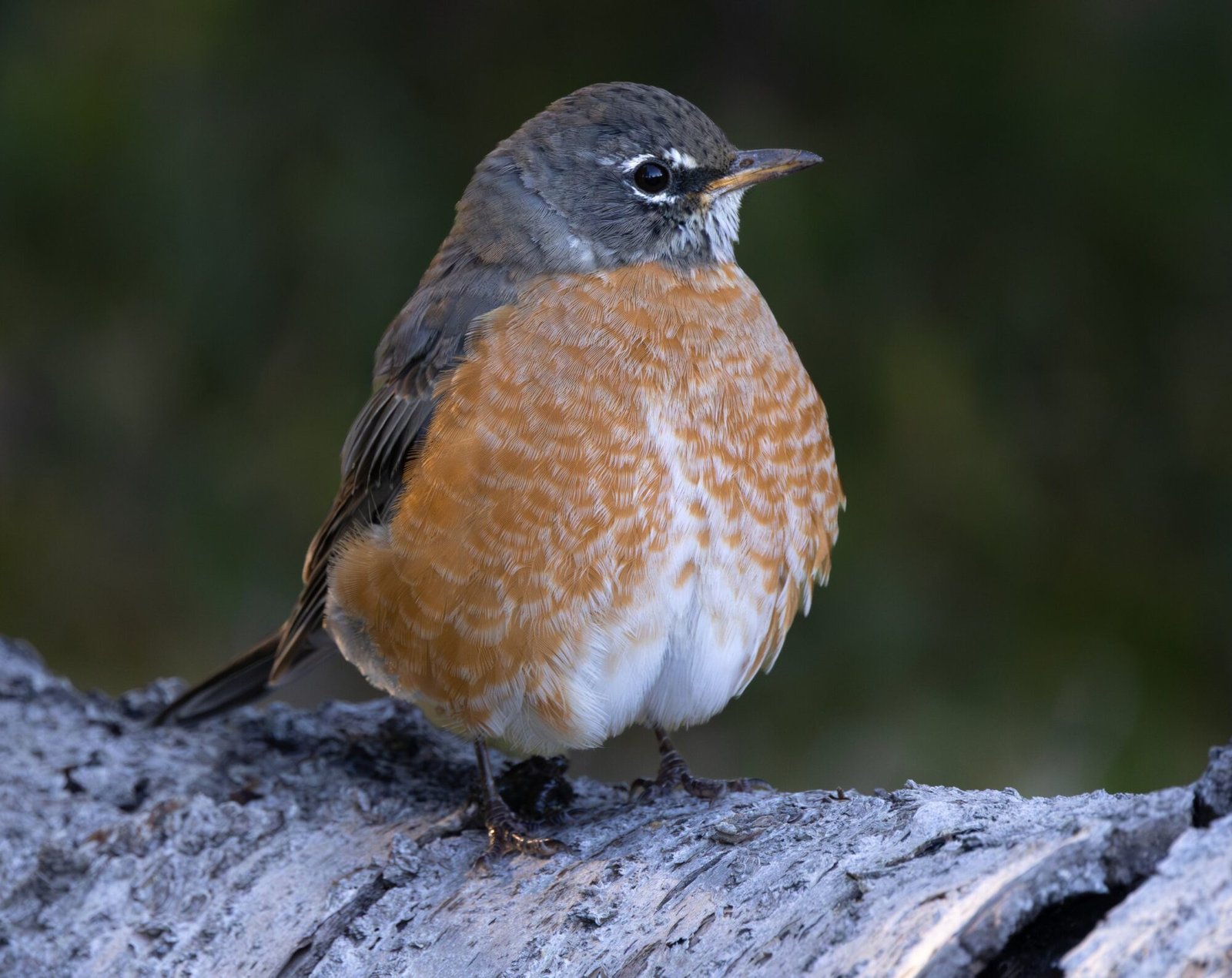 An American robin perched on a weathered log