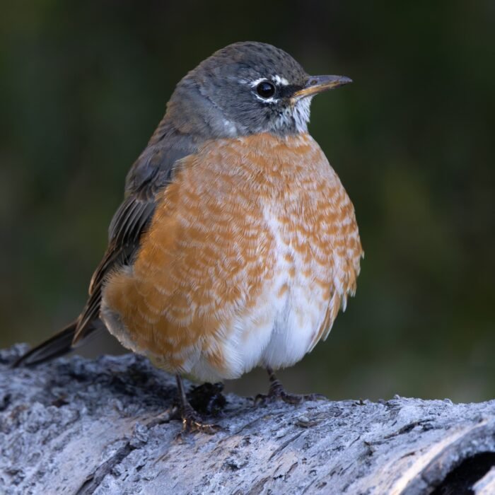 An American robin perched on a weathered log