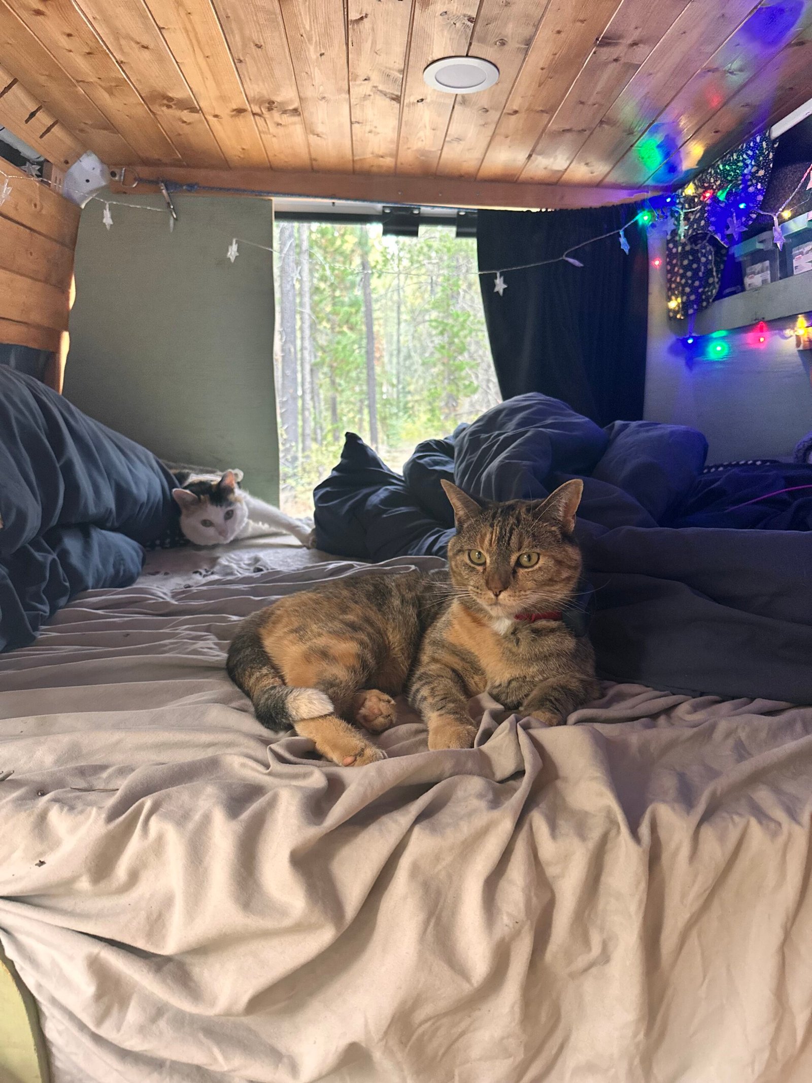 How to Prepare Your Cat for Van Life: Based on My Experience