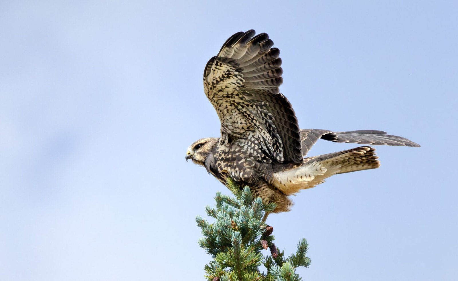 A Swainson's hawk spreading its wings as it takes off from a treetop
