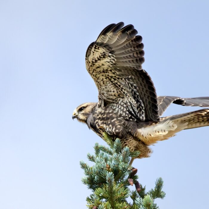 A Swainson's hawk spreading its wings as it takes off from a treetop