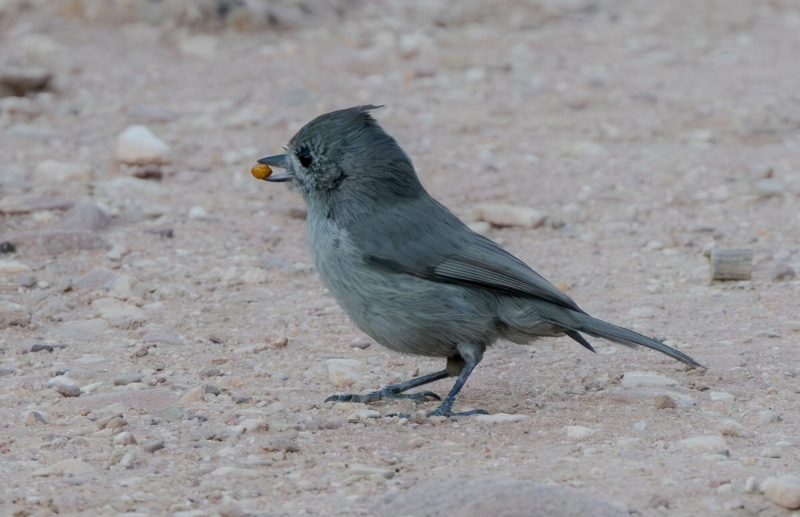 A gray juniper titmouse holding a seed on a gravel road