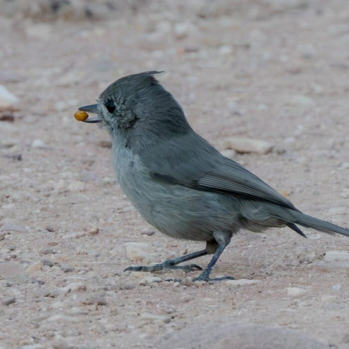 A gray juniper titmouse holding a seed on a gravel road