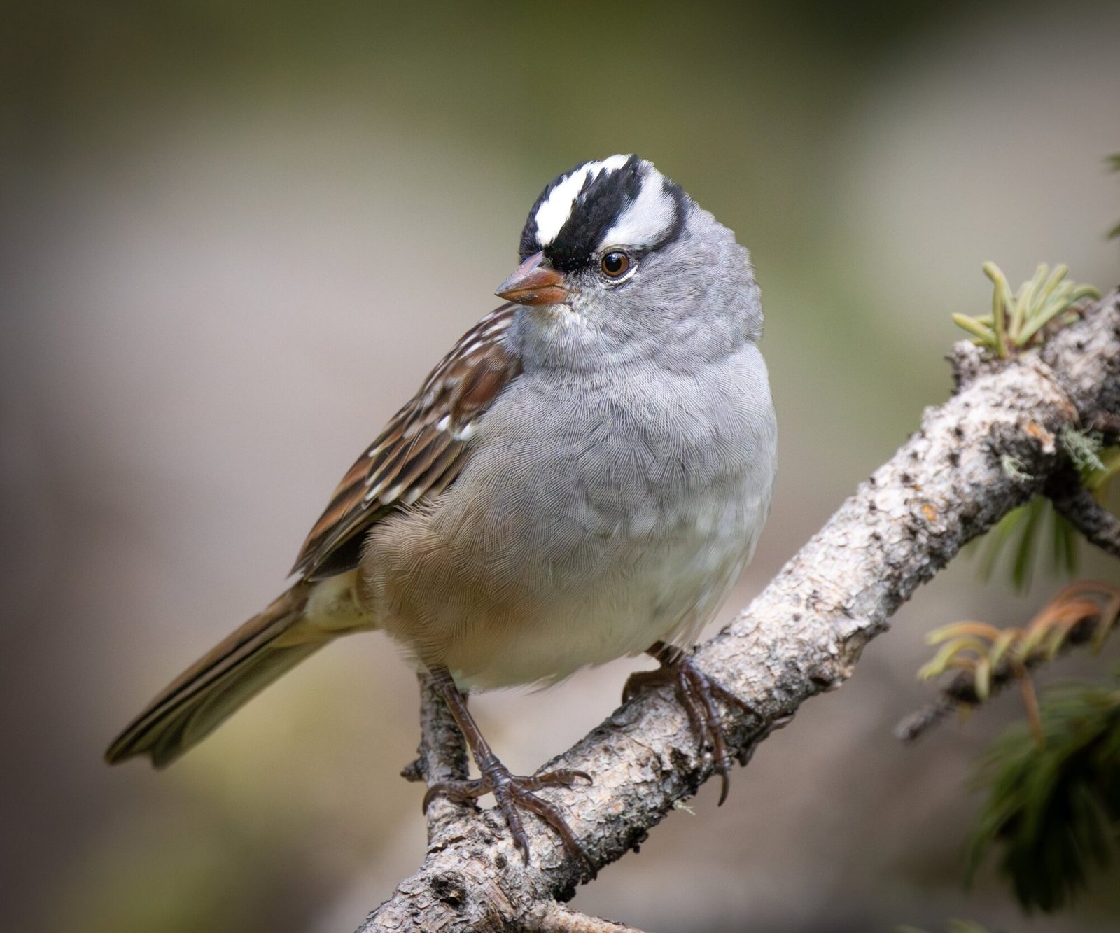 A white-crowned sparrow perched on a bare branch