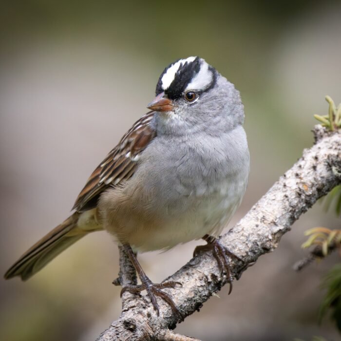 A white-crowned sparrow perched on a bare branch