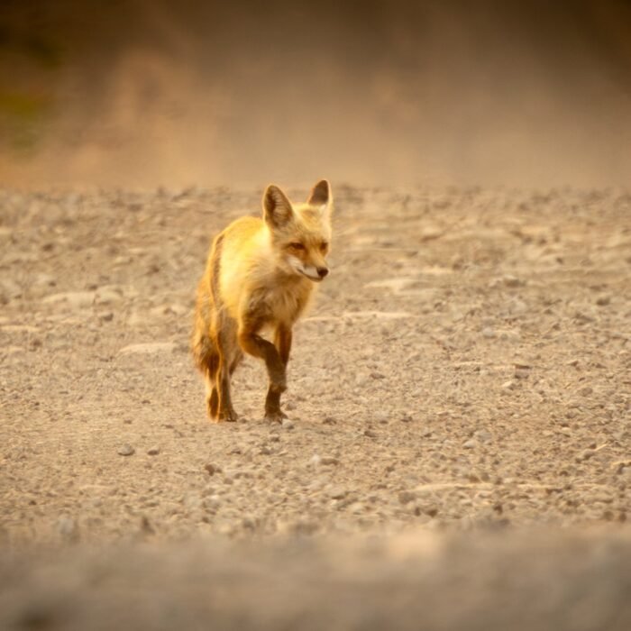 A red fox walking along a dirt road