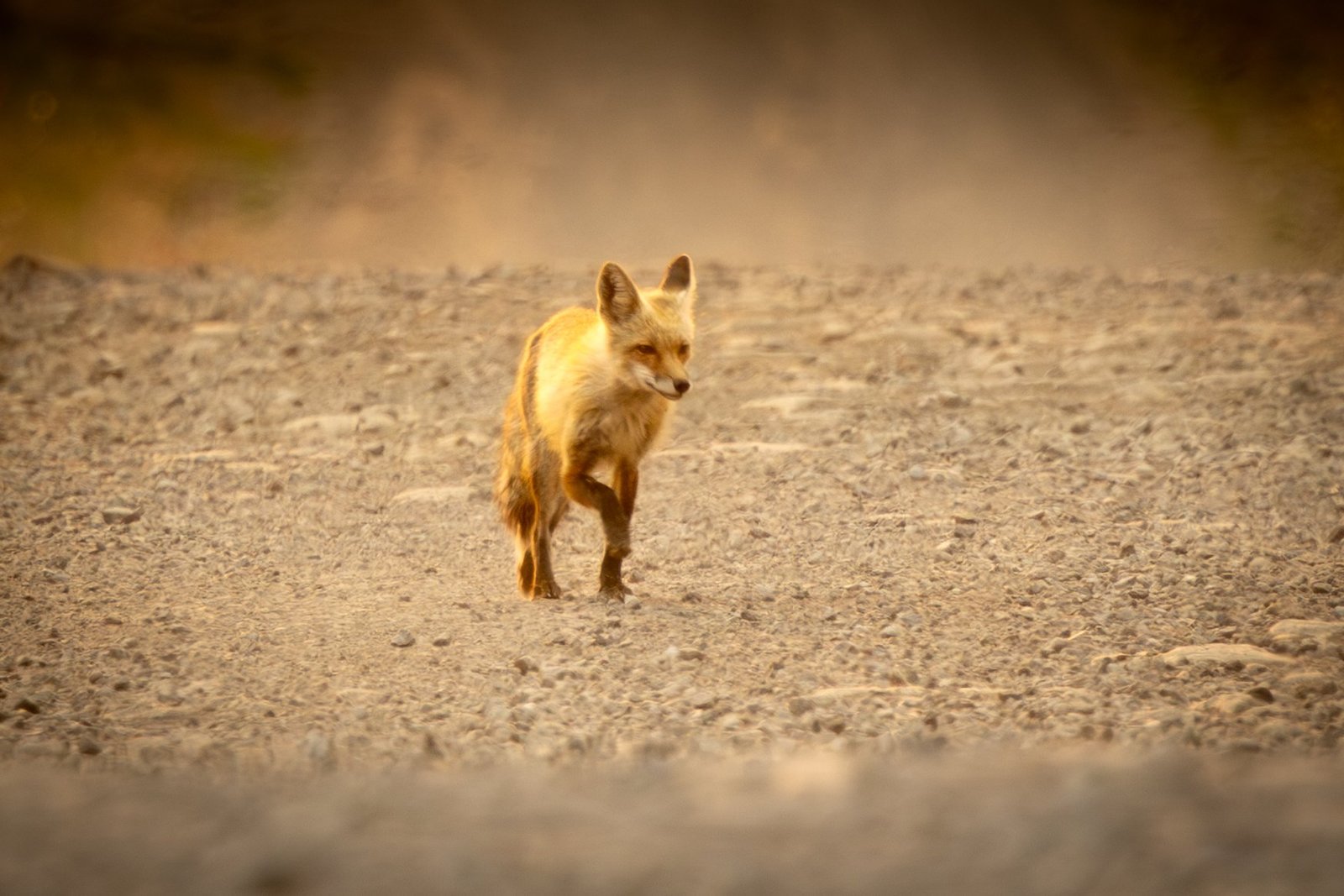 A red fox walking along a dirt road