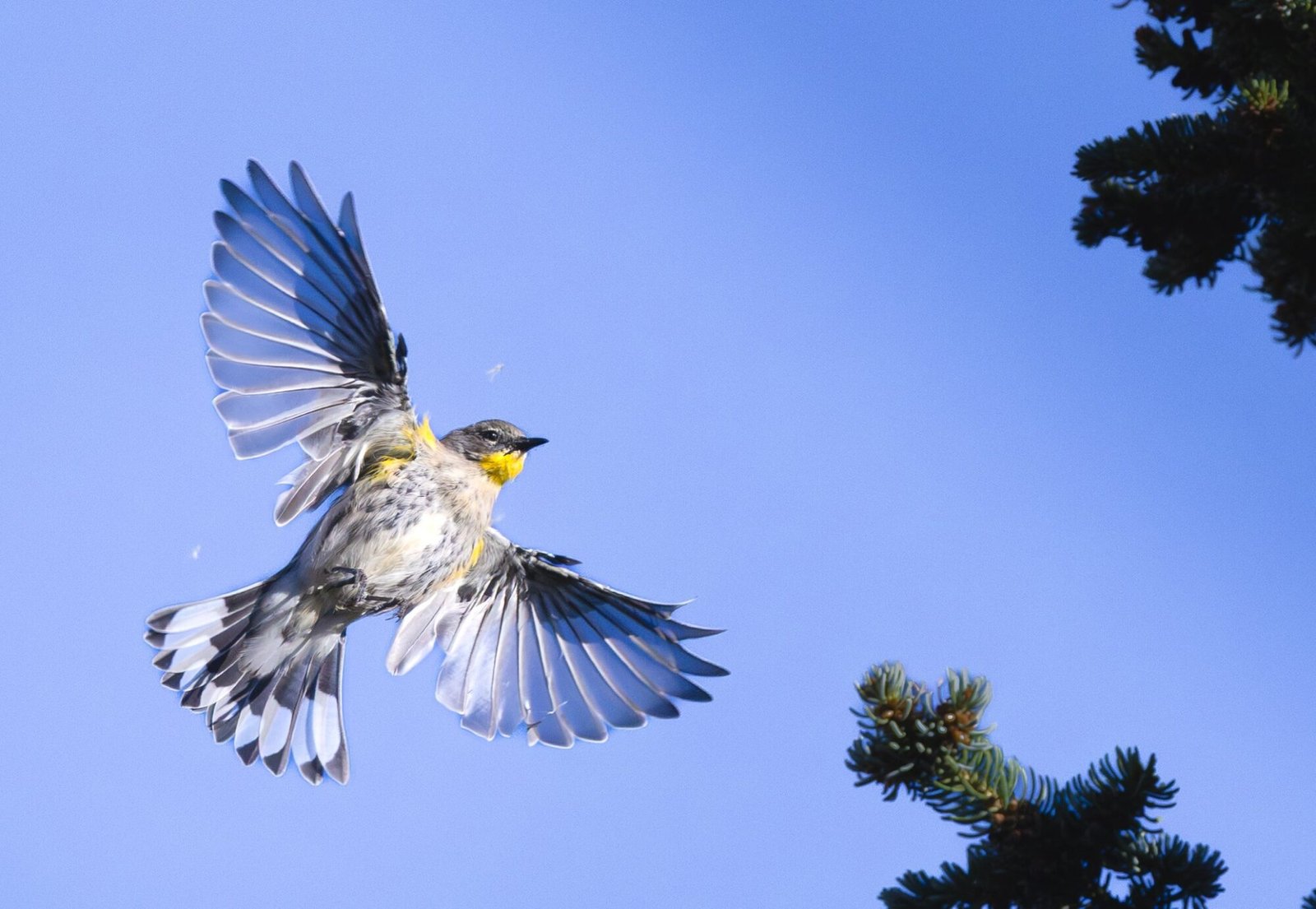 A yellow-rumped warbler flying with its wings spread against a blue sky