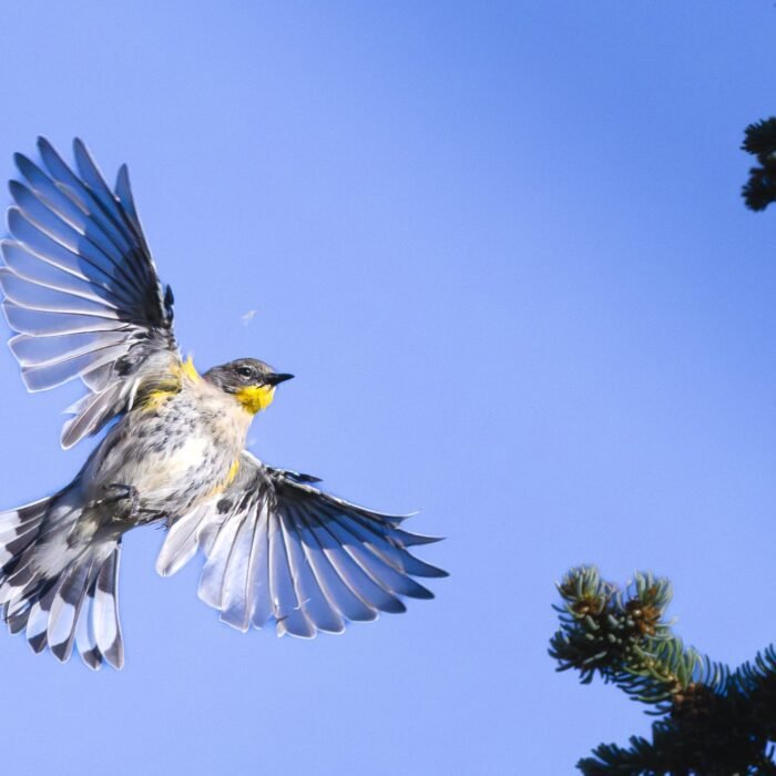A yellow-rumped warbler flying with its wings spread against a blue sky