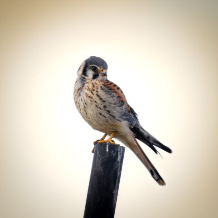 An American kestrel perched on top of a post