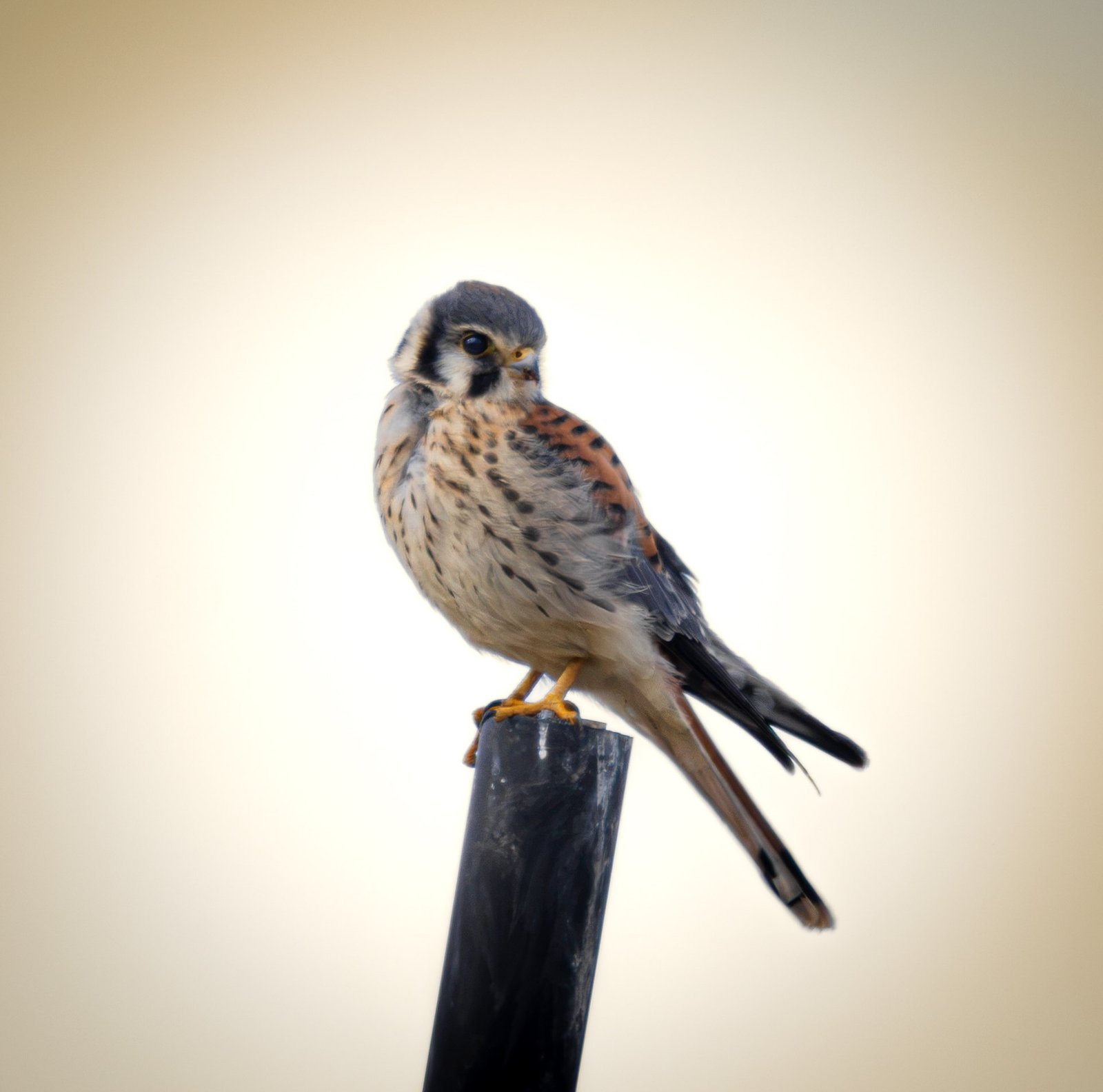 An American kestrel perched on top of a post