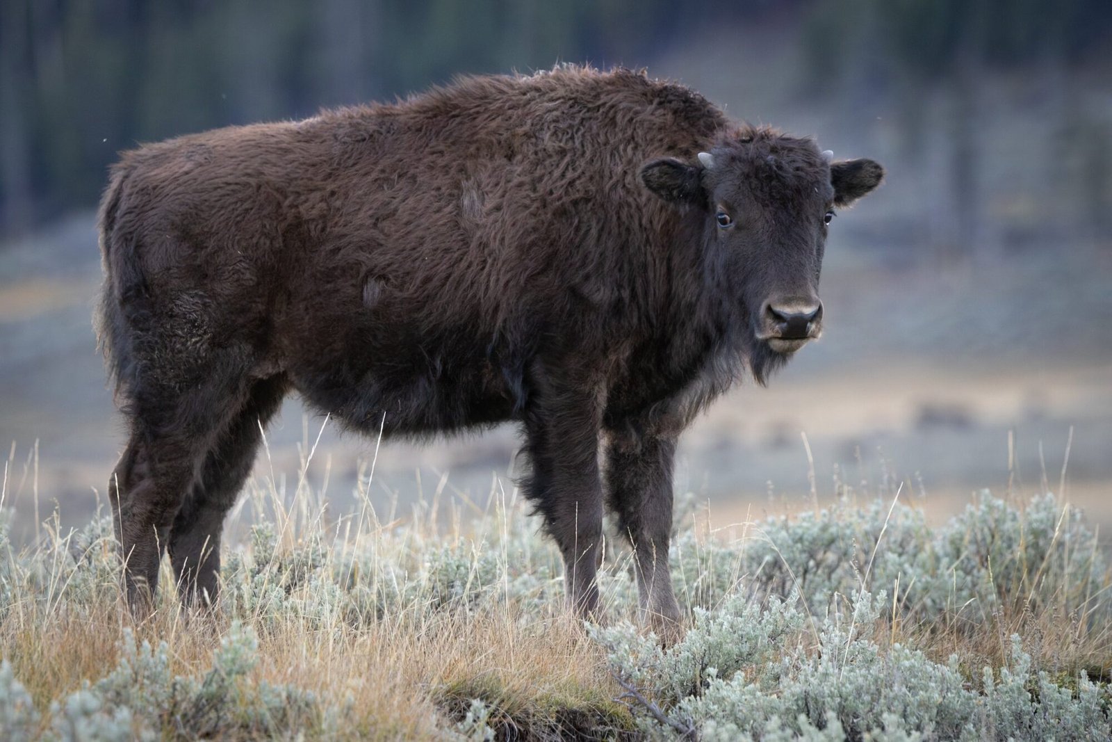 A young bison calf standing in sagebrush