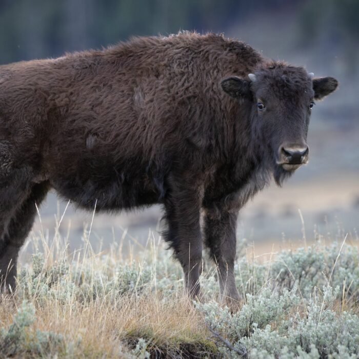 A young bison calf standing in sagebrush