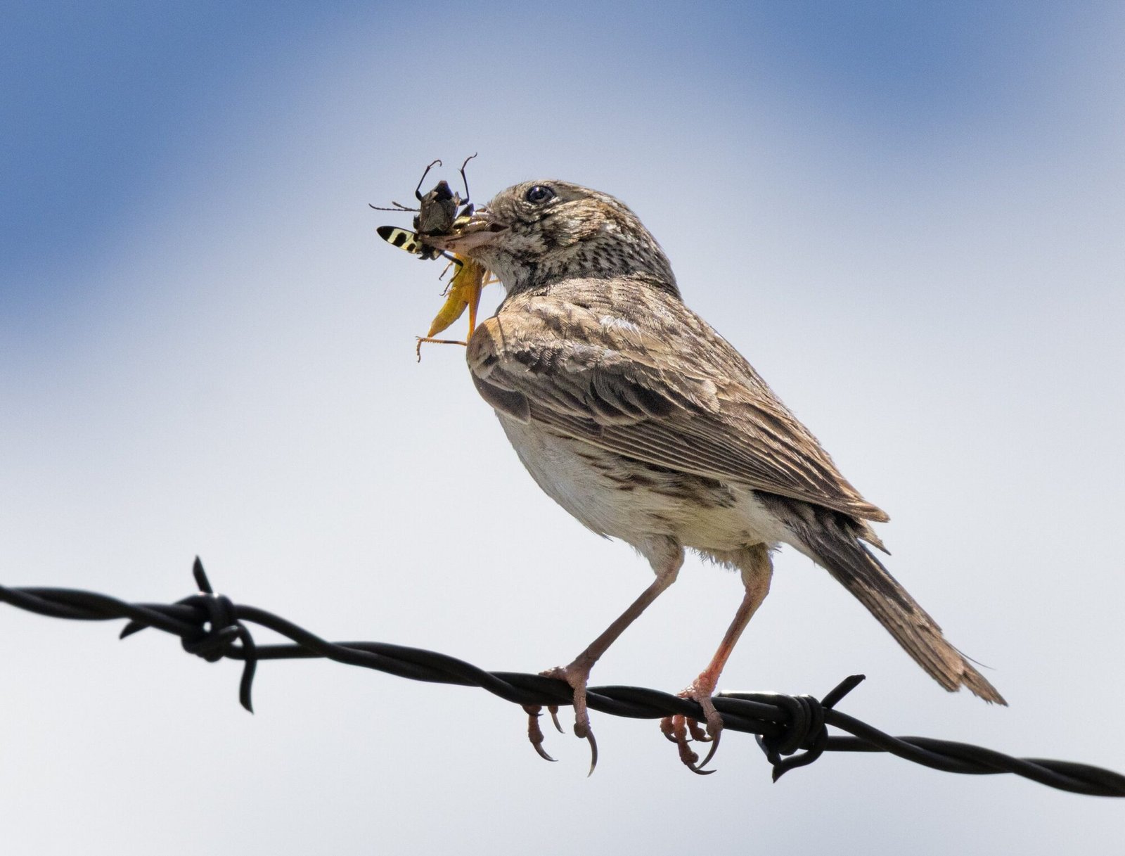 A sparrow on barbed wire holding insects in its beak