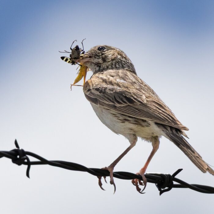 A sparrow on barbed wire holding insects in its beak