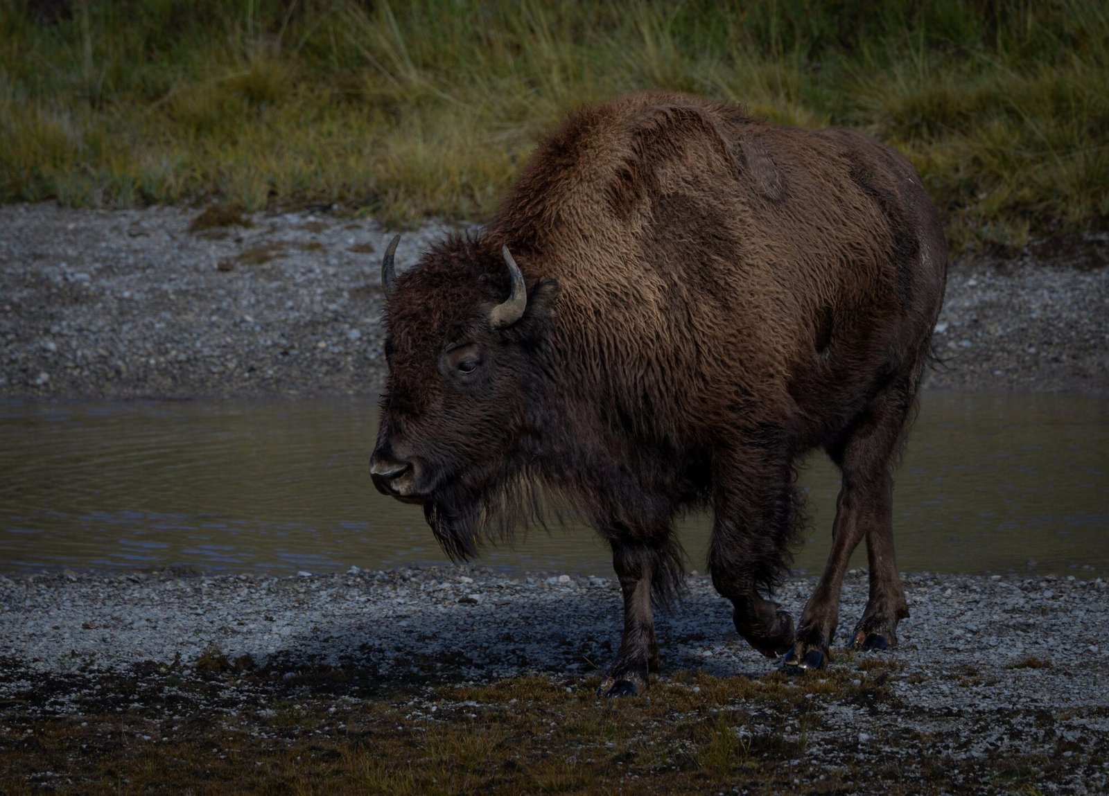 A bison walking along a gravel bank at the water's edge