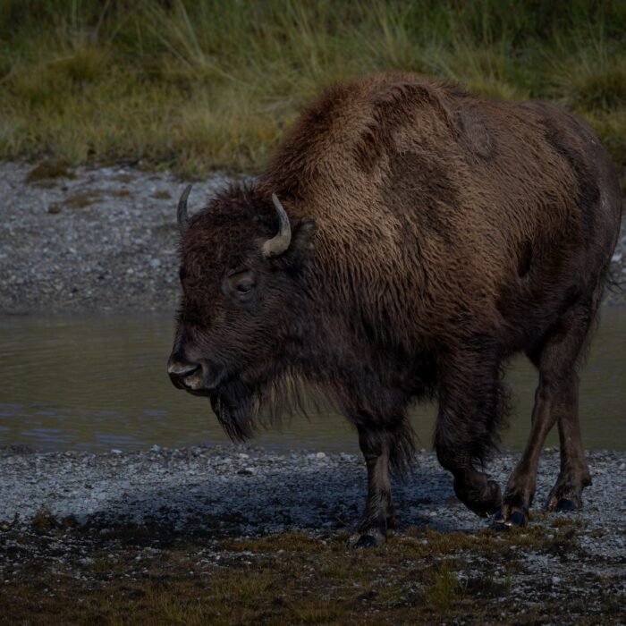 A bison walking along a gravel bank at the water's edge