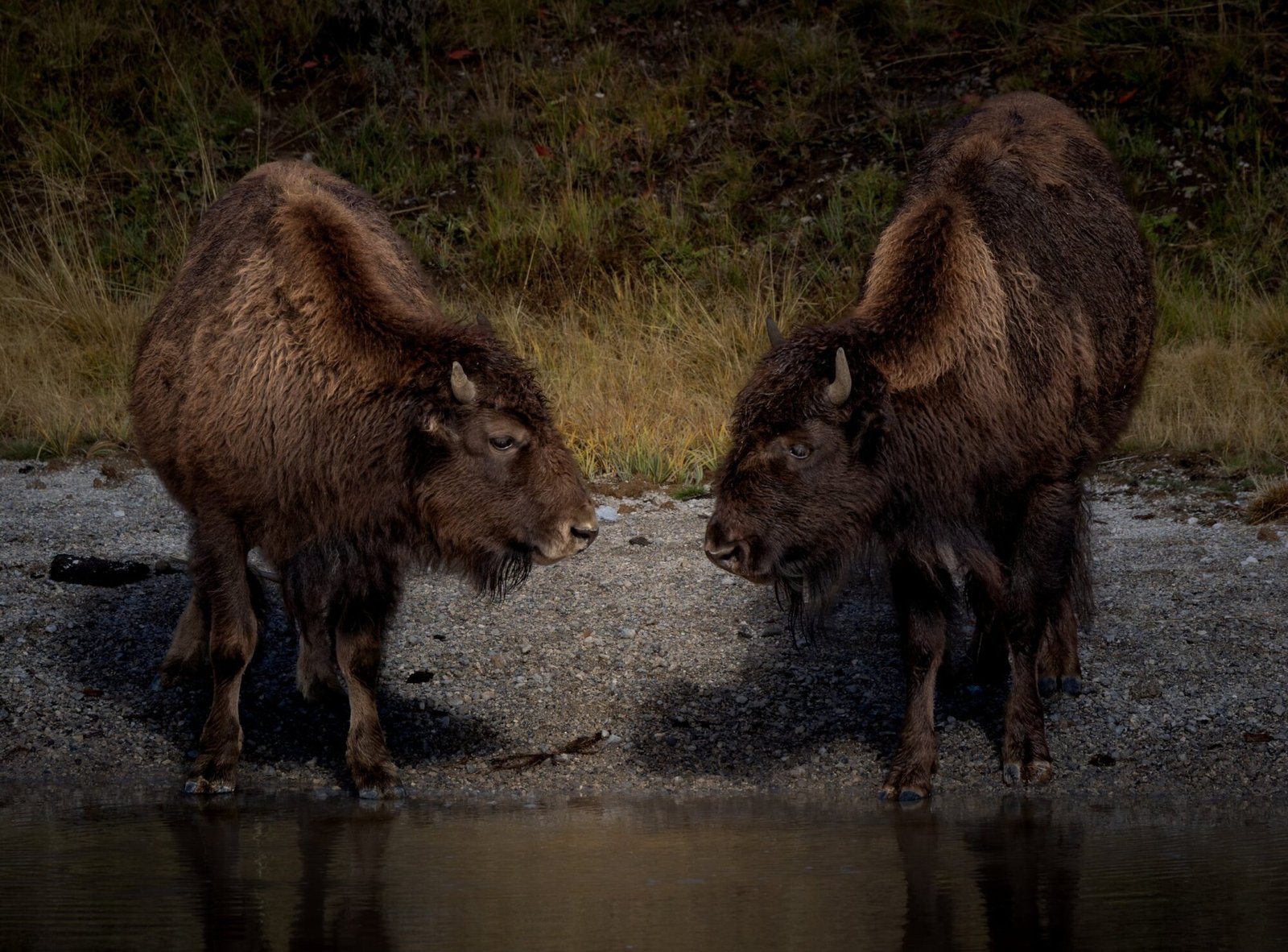 Two bison facing each other at the edge of a river