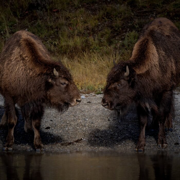 Two bison facing each other at the edge of a river