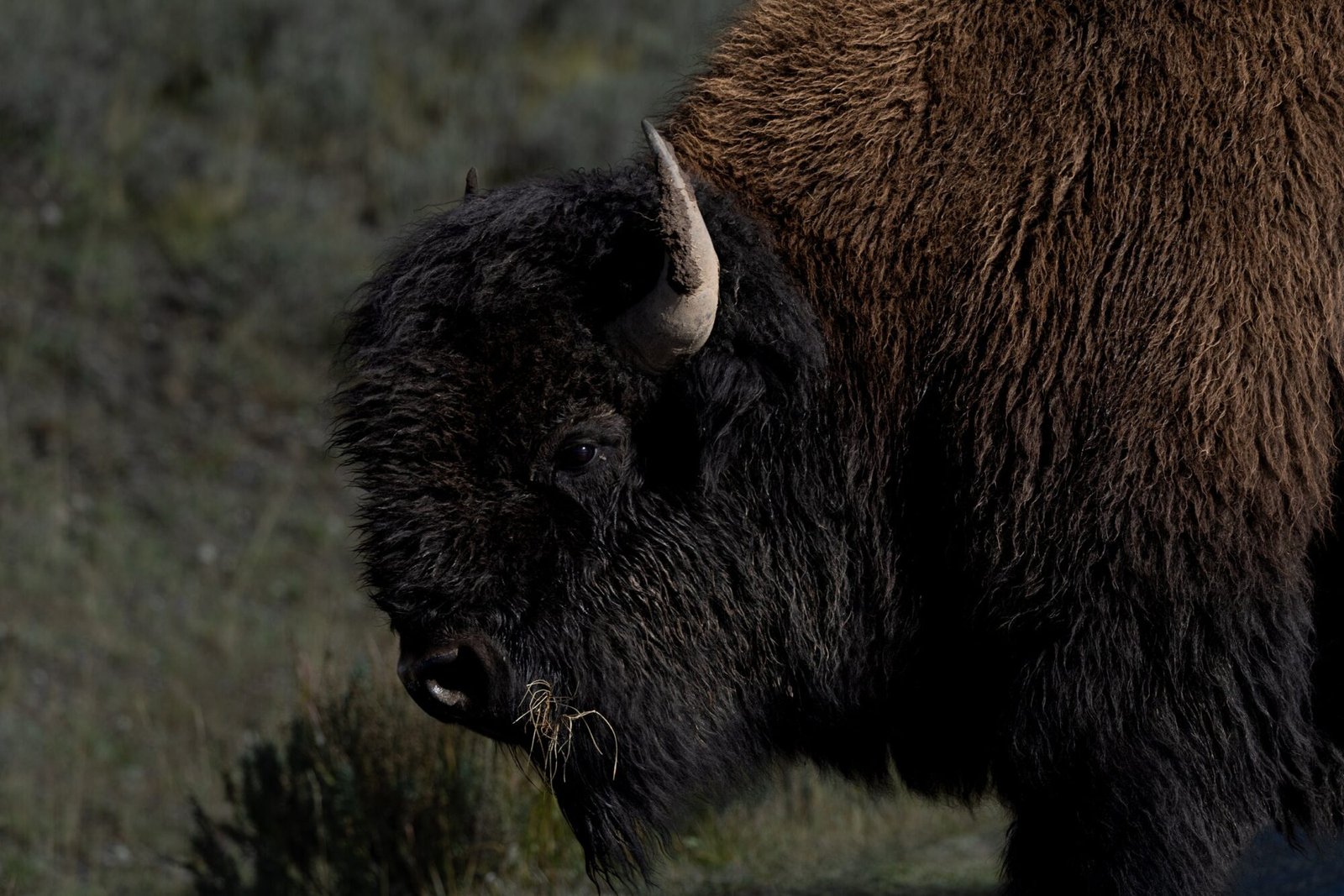 A close view of a bison with its head lowered to graze