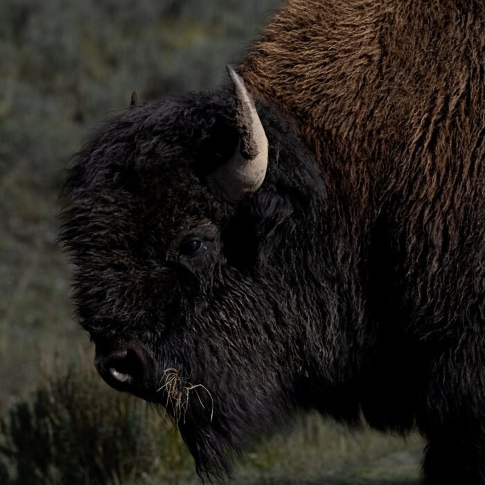 A close view of a bison with its head lowered to graze