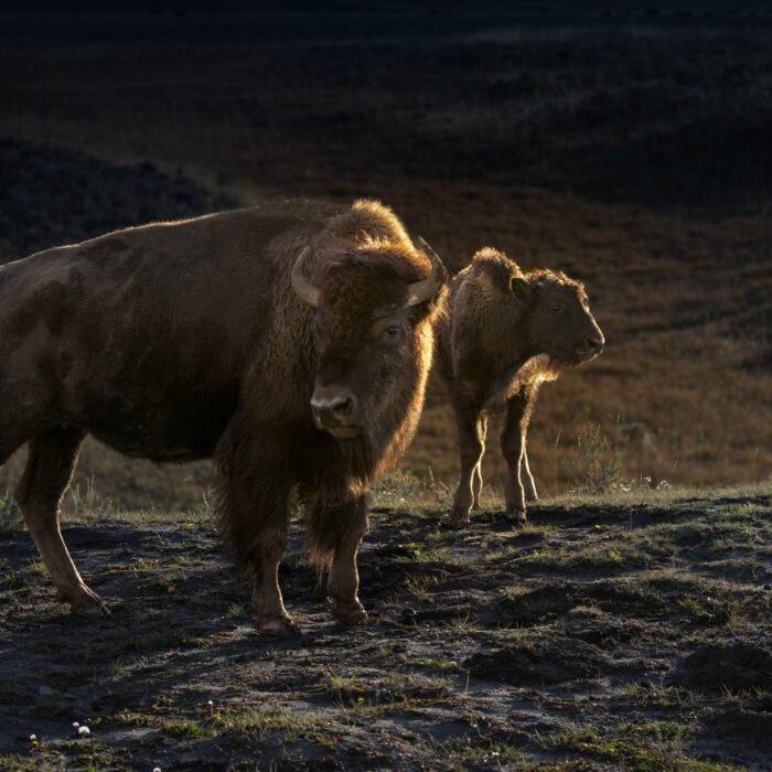 A bison cow and her calf backlit in the evening light