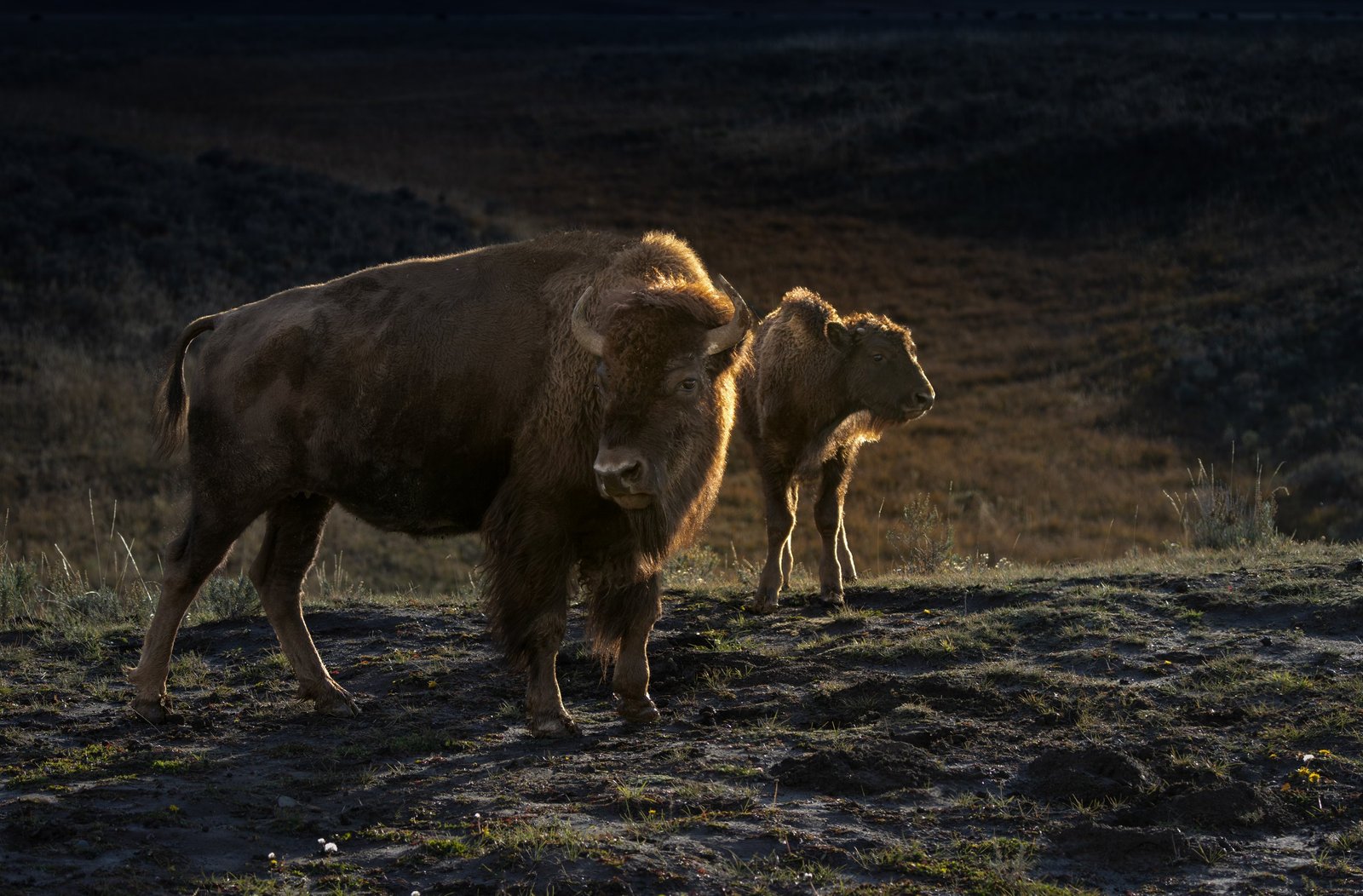 Bison Cow and Calf