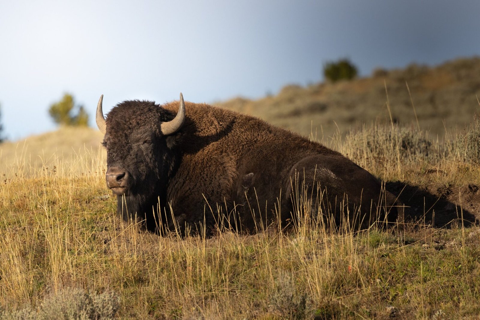 A bison lying in golden grass on a hillside