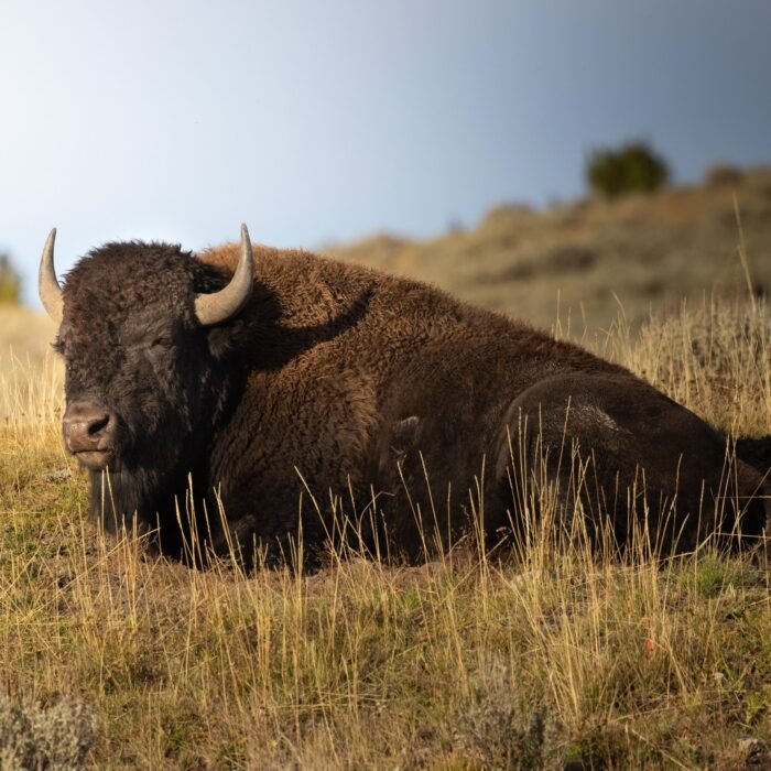 A bison lying in golden grass on a hillside