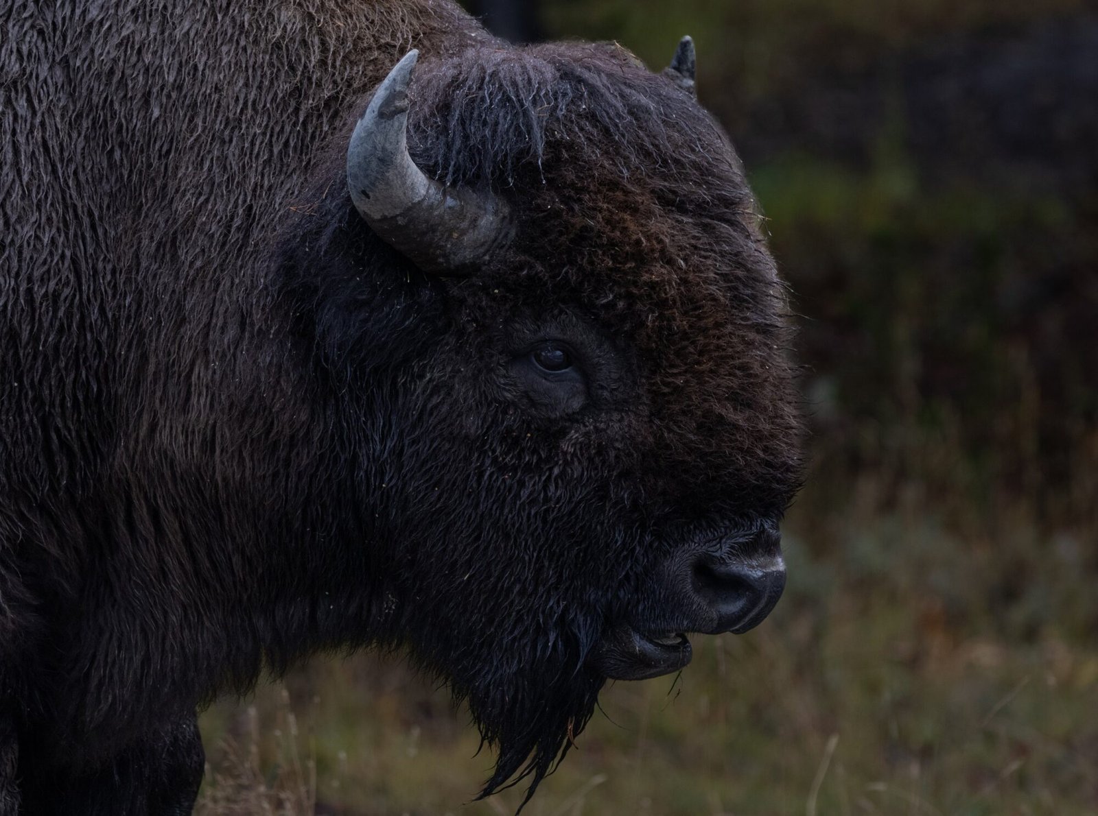 A close profile of a bison's dark, shaggy head