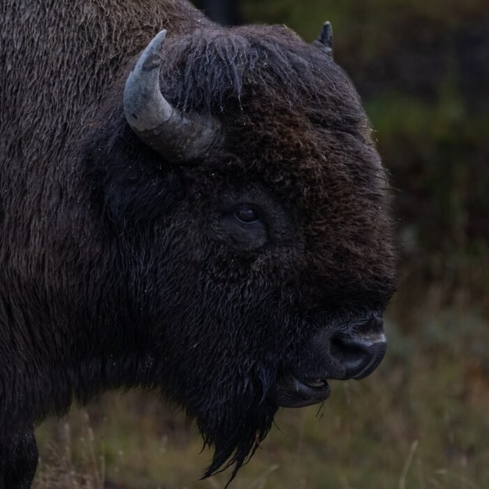 A close profile of a bison's dark, shaggy head