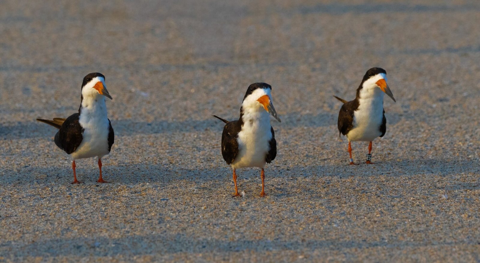 Three black skimmers standing on the sand