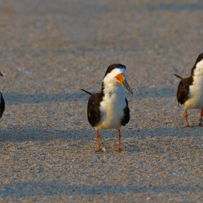 Three black skimmers standing on the sand