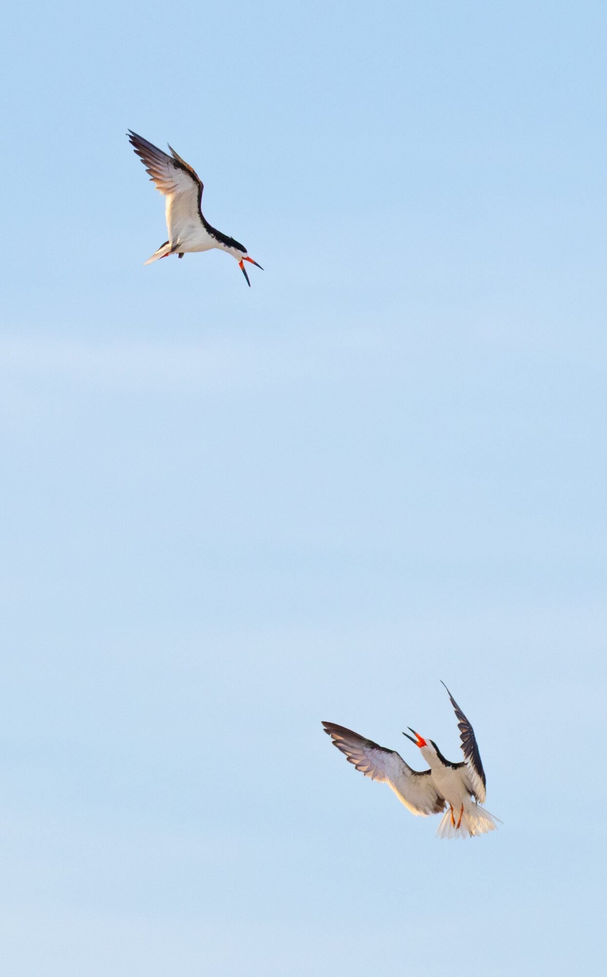Two black skimmers flying against a pale blue sky