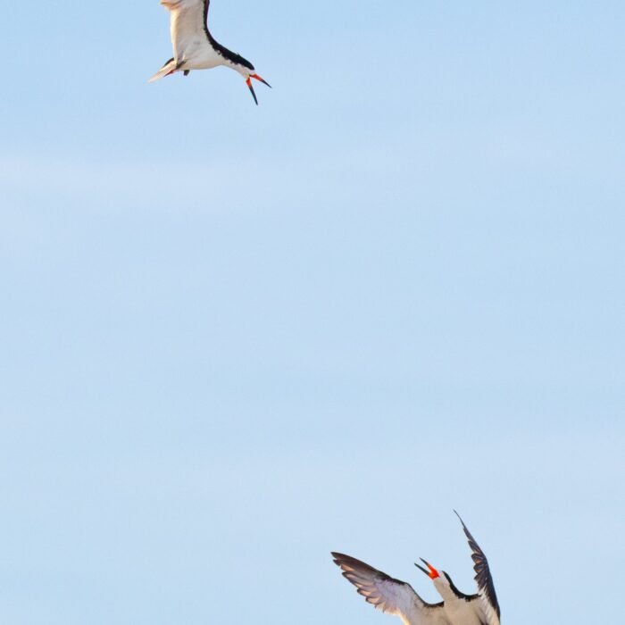 Two black skimmers flying against a pale blue sky