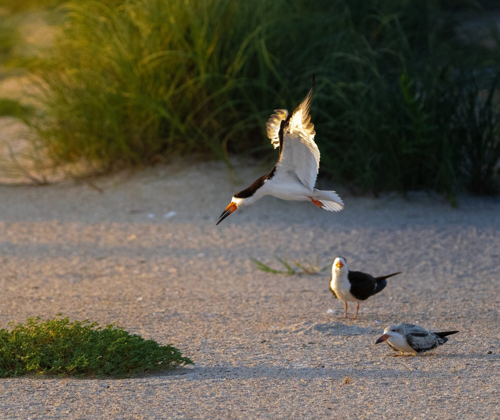 A black skimmer landing on the beach near others on the sand