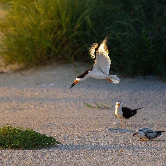 A black skimmer landing on the beach near others on the sand