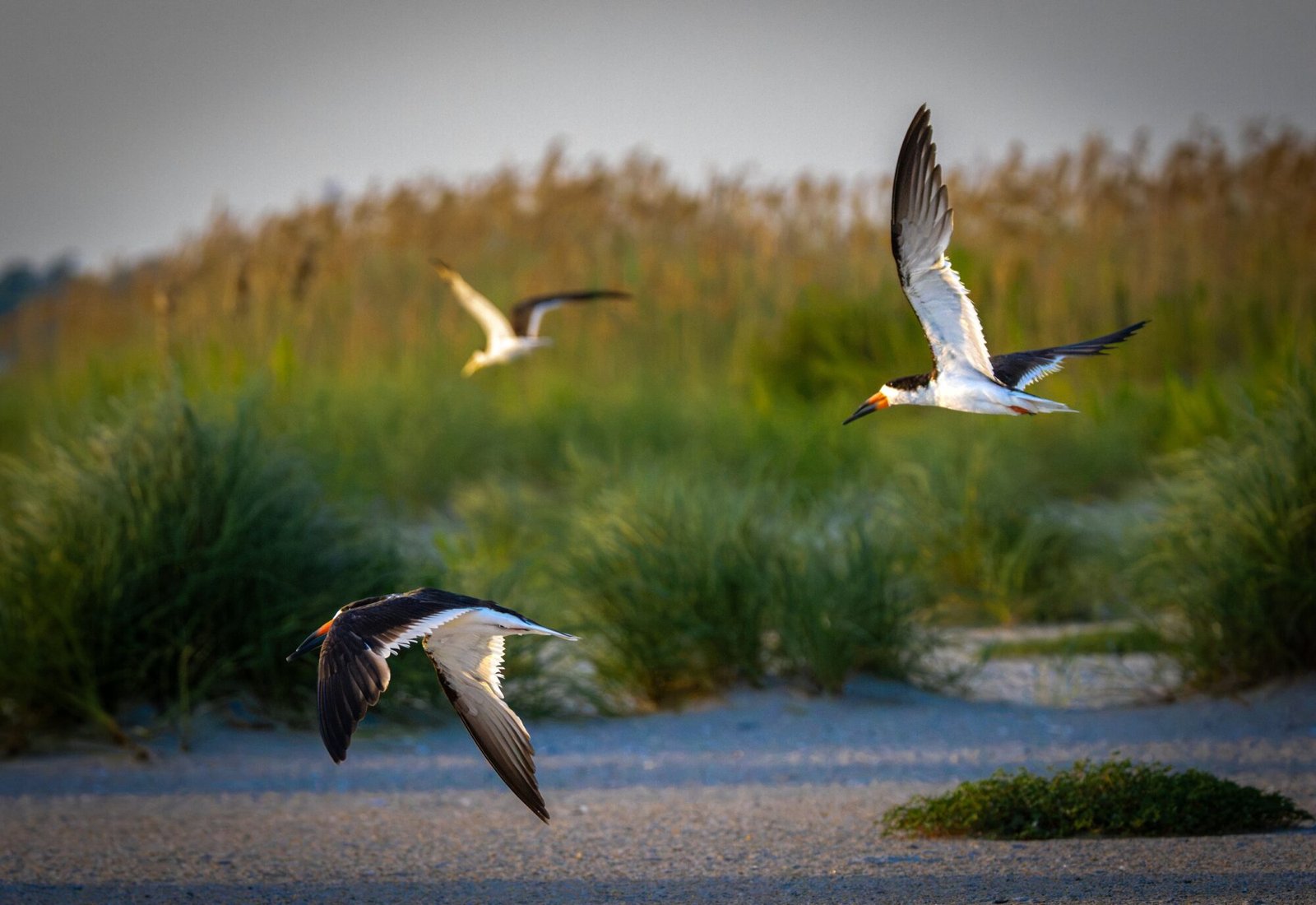 Black skimmers flying over dune grass