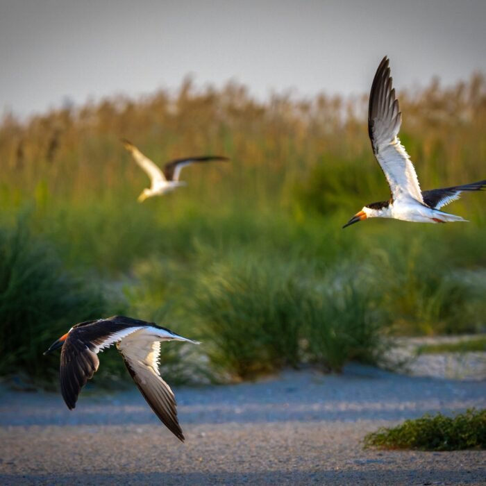 Black skimmers flying over dune grass