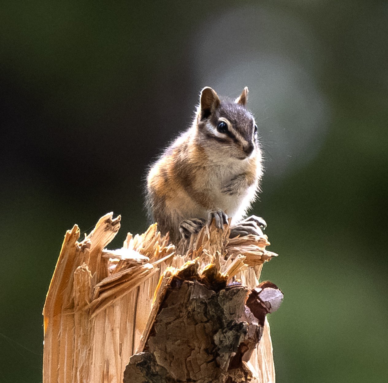 A chipmunk sitting up on a broken tree stump
