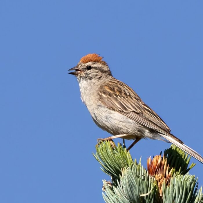 A chipping sparrow perched on top of a spruce against a blue sky