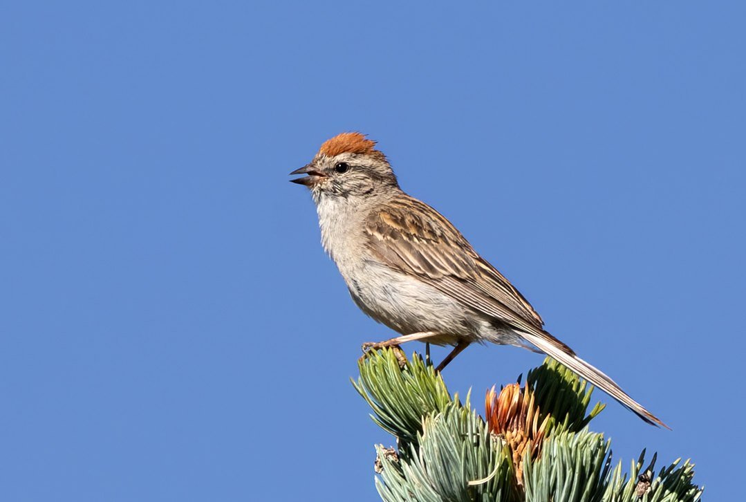 A chipping sparrow perched on top of a spruce against a blue sky