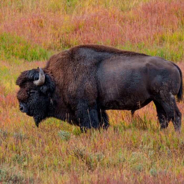 An American bison standing in colorful autumn grass