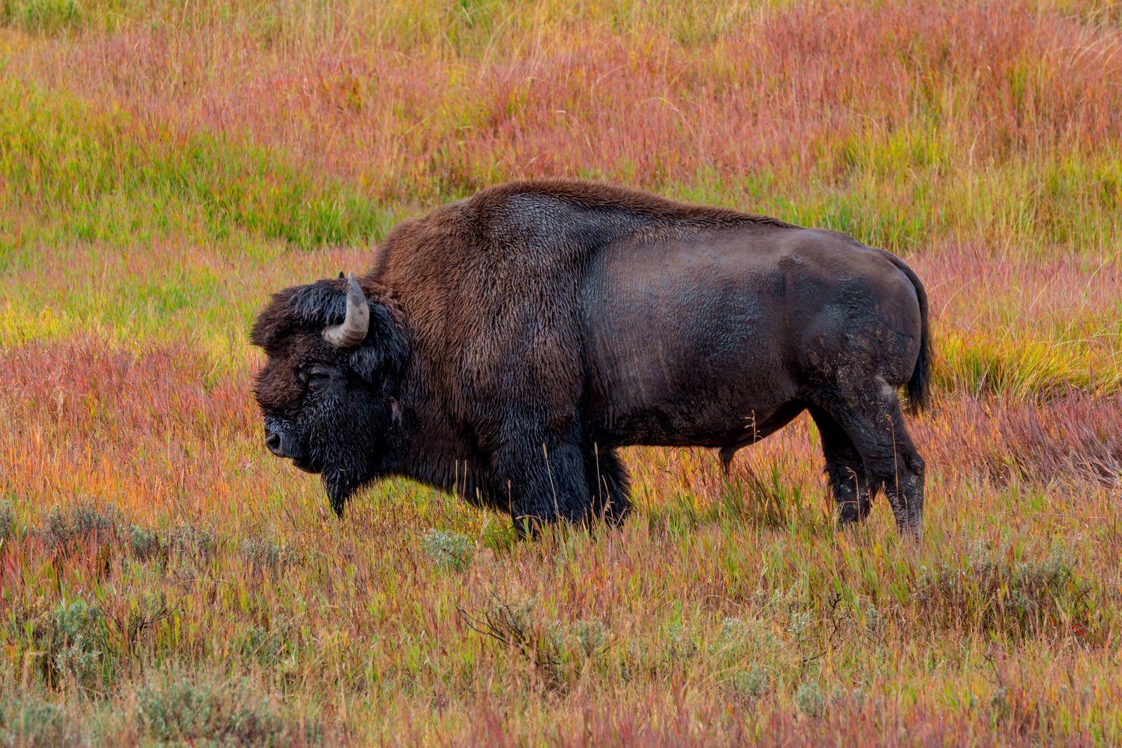 Bison in Autumn Grass