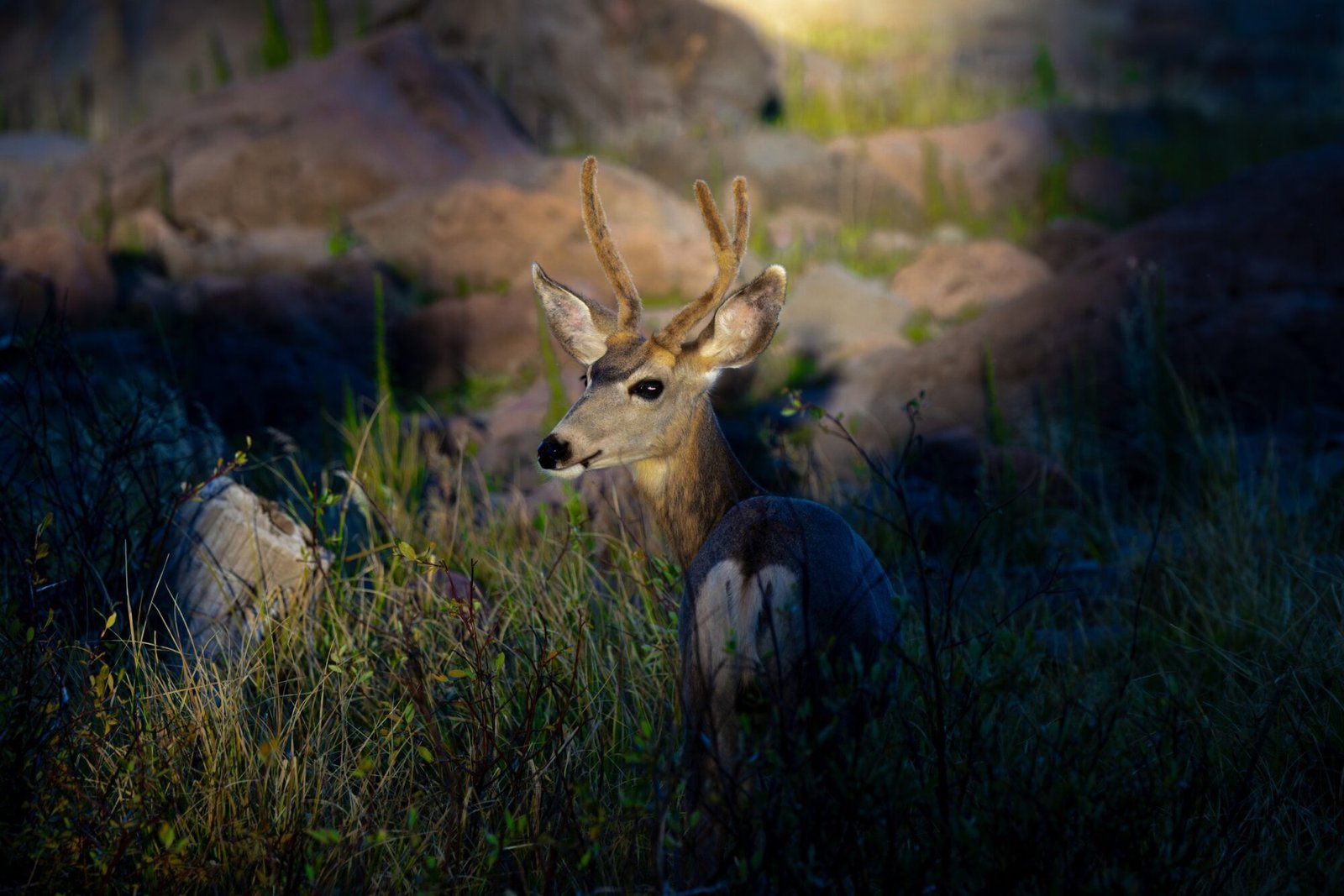 A mule deer buck with velvet antlers lying in the grass